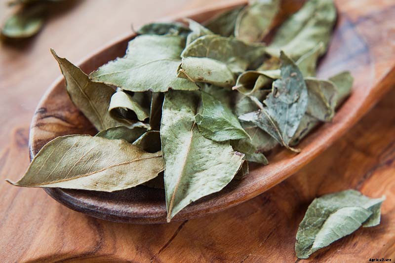 How to Grow Your Own Curry Leaf Tree