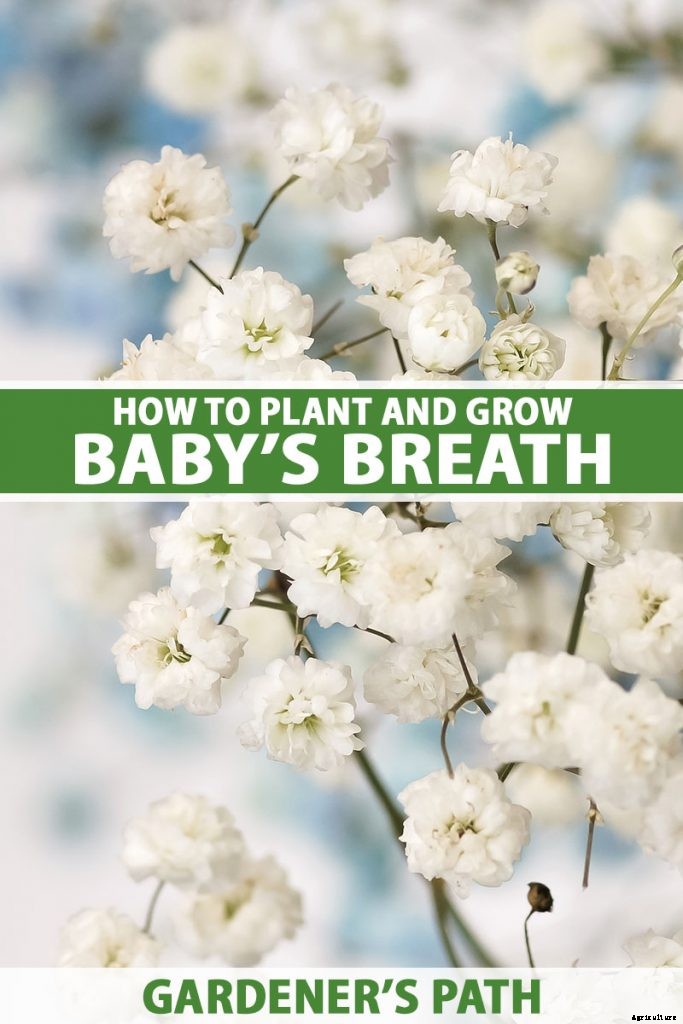How to Grow and Care for Baby’s Breath