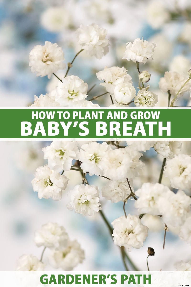 How to Grow and Care for Baby’s Breath