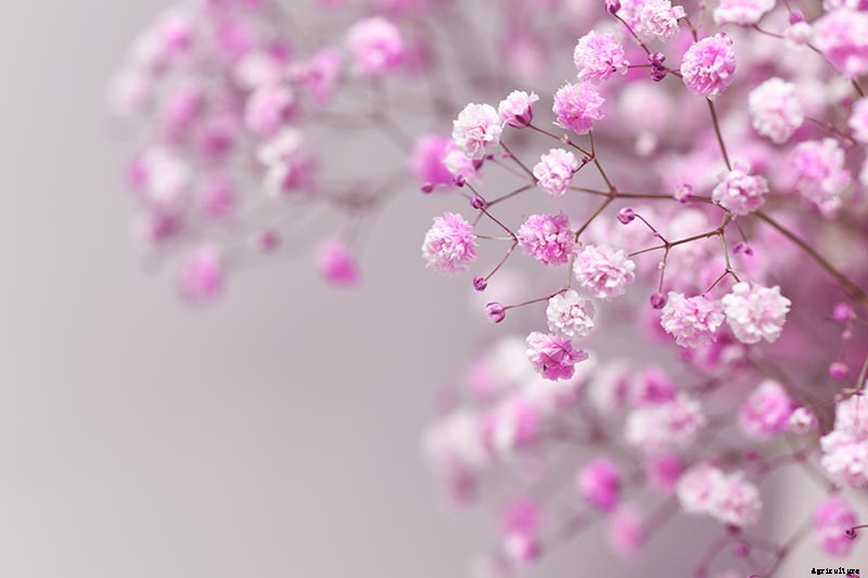 How to Grow and Care for Baby’s Breath