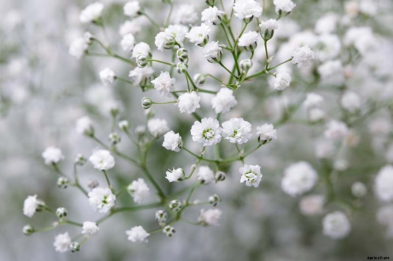 How to Grow and Care for Baby’s Breath