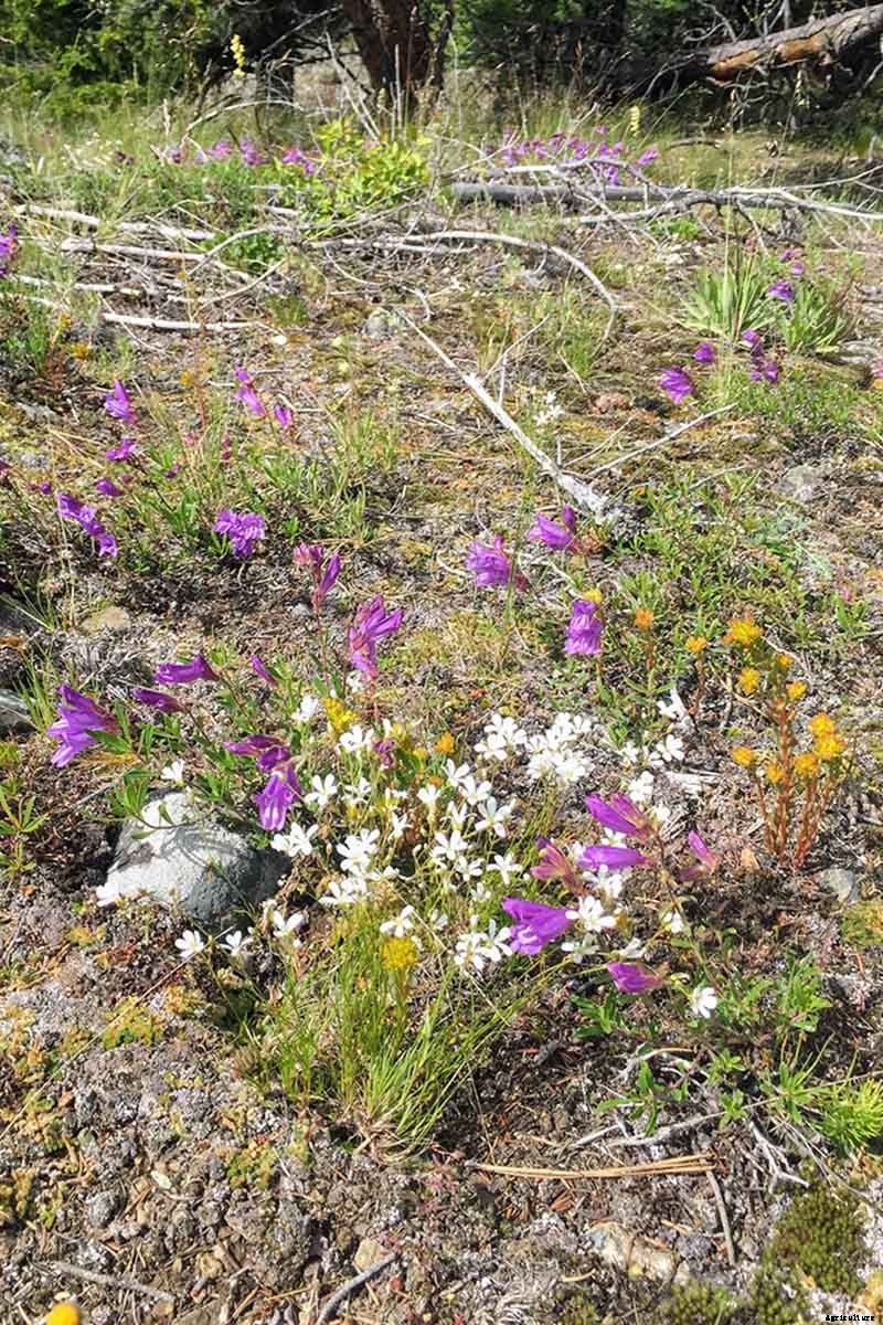 How to Grow and Care for Baby’s Breath