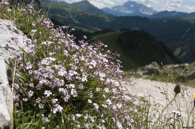 How to Grow and Care for Baby’s Breath