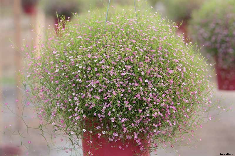 How to Grow and Care for Baby’s Breath