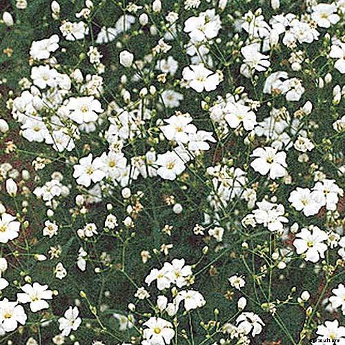 How to Grow and Care for Baby’s Breath