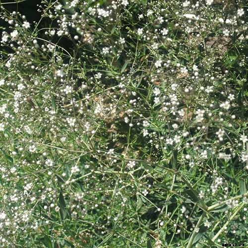 How to Grow and Care for Baby’s Breath