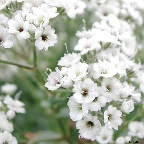 How to Grow and Care for Baby’s Breath