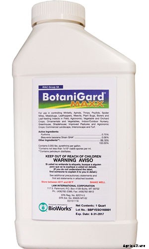 How to Grow and Care for Baby’s Breath