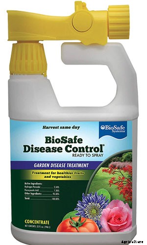 How to Grow and Care for Baby’s Breath