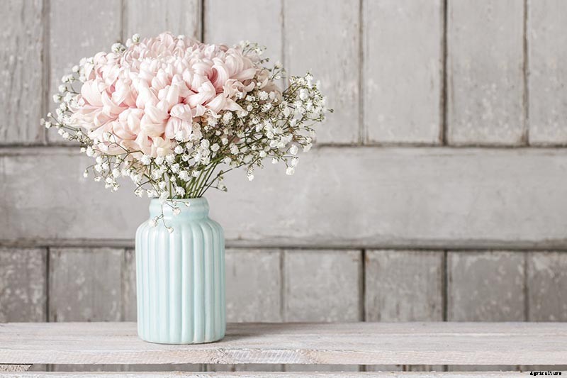 How to Grow and Care for Baby’s Breath