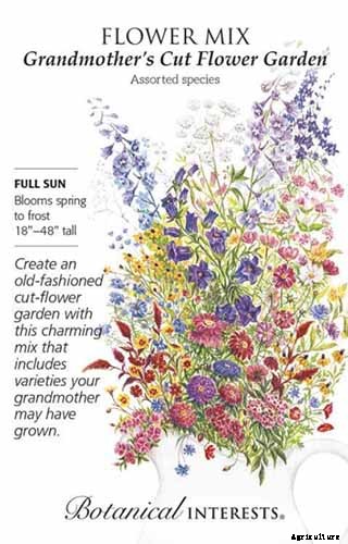 How to Grow and Care for Baby’s Breath