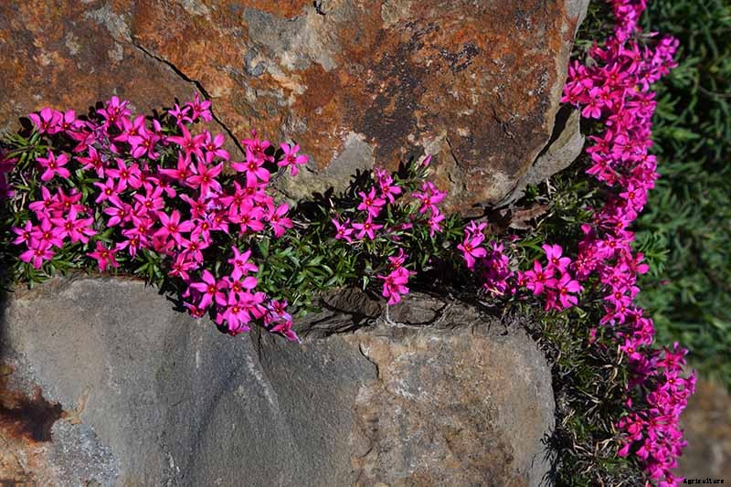 How to Grow and Care for Baby’s Breath