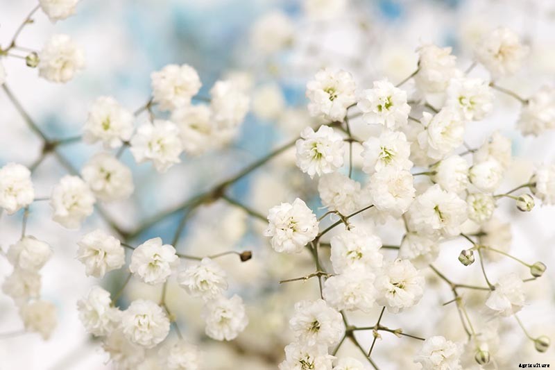How to Grow and Care for Baby’s Breath