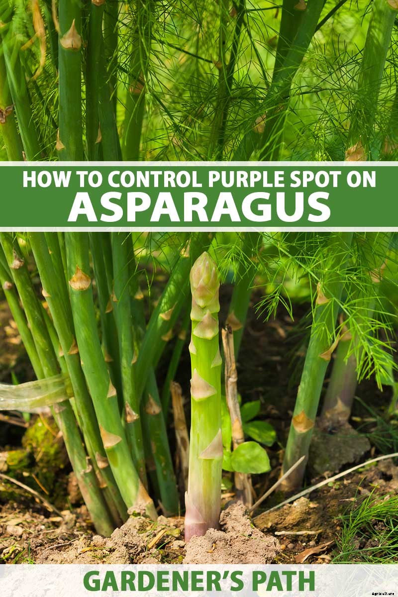 What Is Purple Spot of Asparagus?