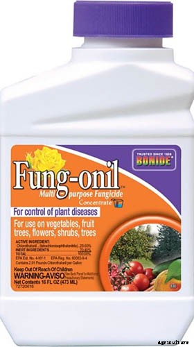 What Is Purple Spot of Asparagus?