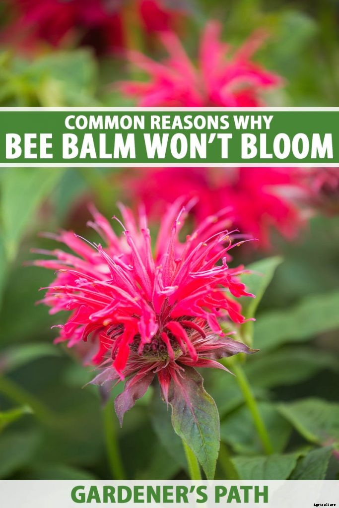 Why Won’t My Bee Balm Flower?