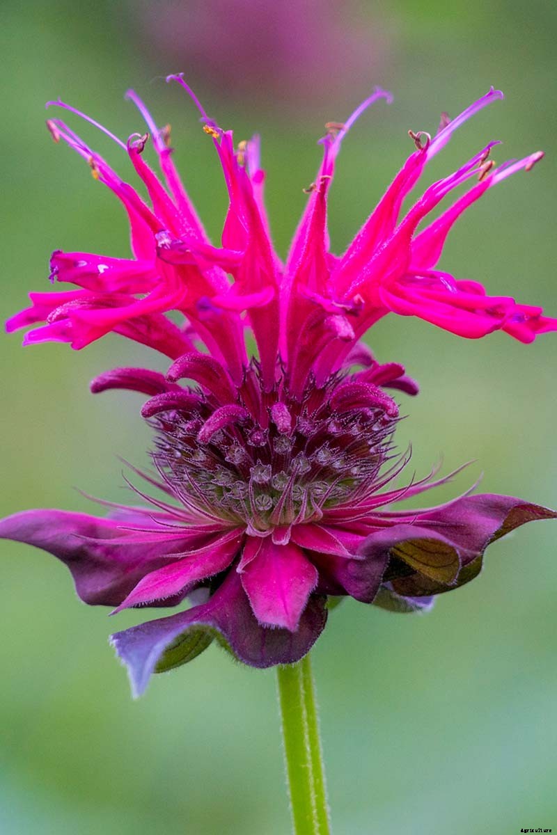 Why Won’t My Bee Balm Flower?