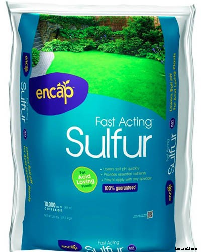 Why Won’t My Bee Balm Flower?