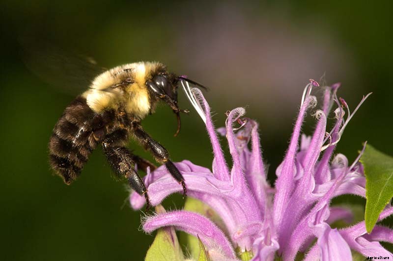 Why Won’t My Bee Balm Flower?