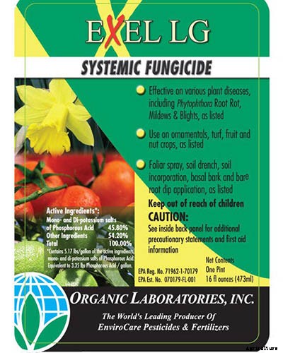 Why Won’t My Bee Balm Flower?