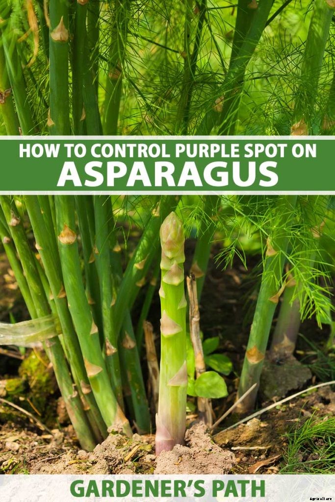 How to Identify and Treat Asparagus Crown and Root Rot