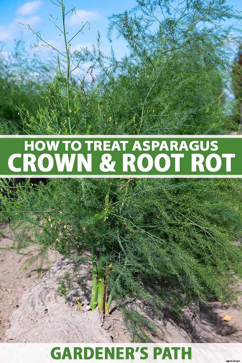 How to Identify and Treat Asparagus Crown and Root Rot