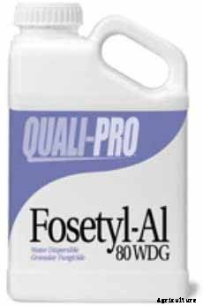 How to Identify and Treat Asparagus Crown and Root Rot