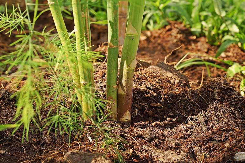 How to Identify and Treat Asparagus Crown and Root Rot