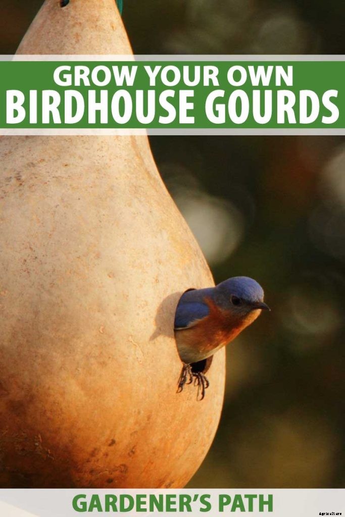 Grow Your Own Birdhouses with These Decorative Gourds