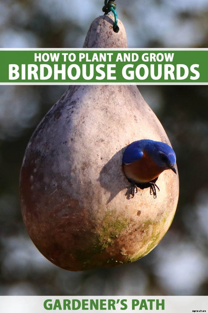 Grow Your Own Birdhouses with These Decorative Gourds