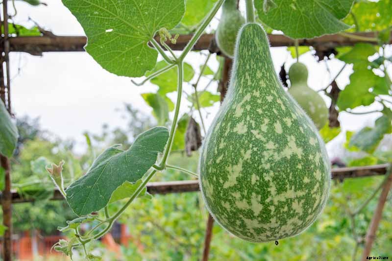 Grow Your Own Birdhouses with These Decorative Gourds