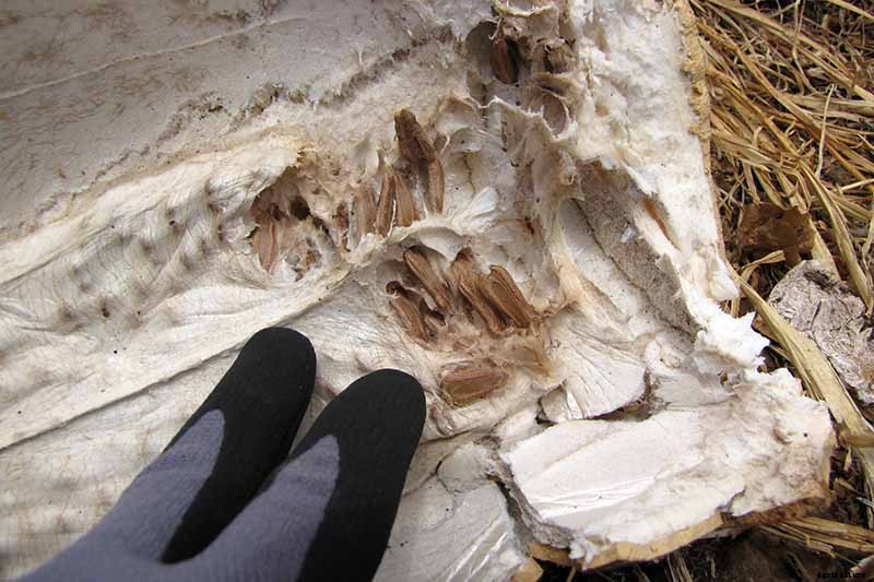 Grow Your Own Birdhouses with These Decorative Gourds