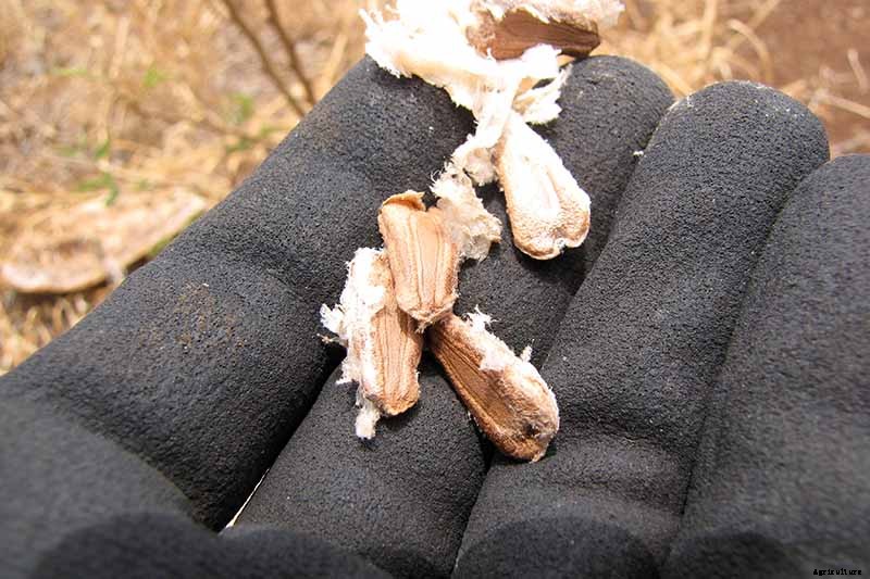 Grow Your Own Birdhouses with These Decorative Gourds