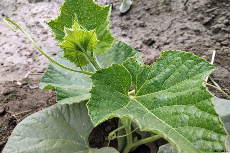 Grow Your Own Birdhouses with These Decorative Gourds