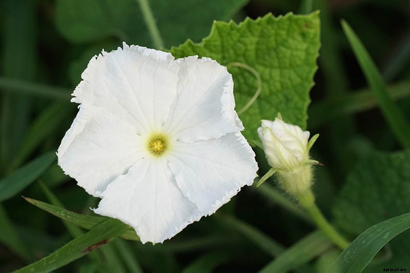 Grow Your Own Birdhouses with These Decorative Gourds