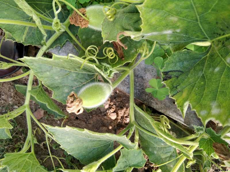 Grow Your Own Birdhouses with These Decorative Gourds
