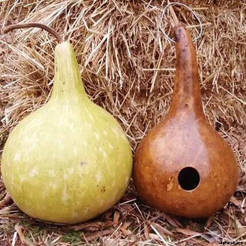Grow Your Own Birdhouses with These Decorative Gourds