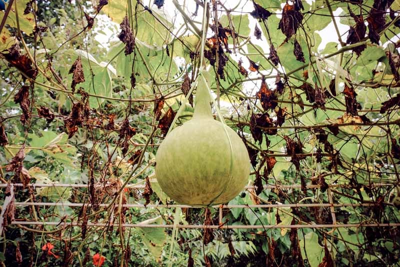 Grow Your Own Birdhouses with These Decorative Gourds