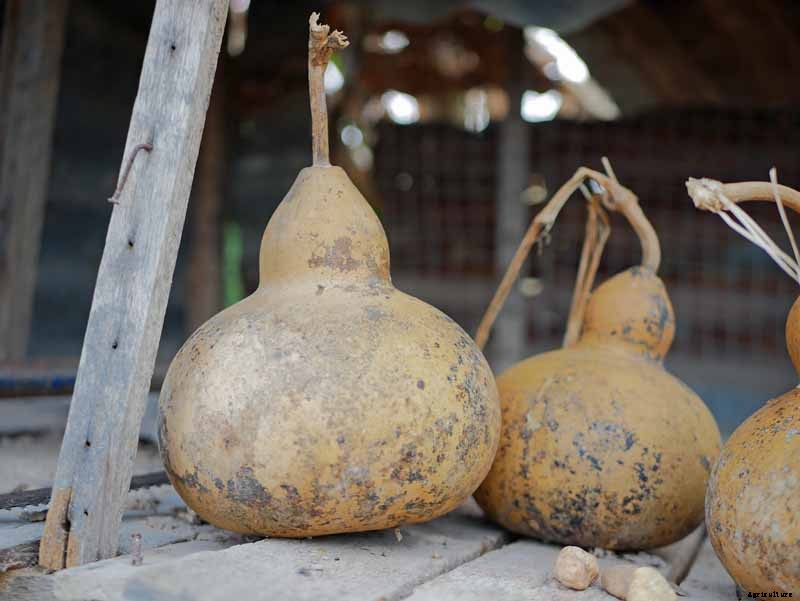Grow Your Own Birdhouses with These Decorative Gourds