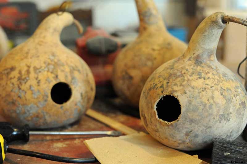 Grow Your Own Birdhouses with These Decorative Gourds