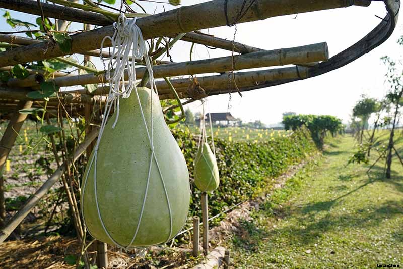 Grow Your Own Birdhouses with These Decorative Gourds