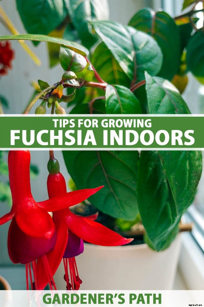Tips for Growing Fuchsia as Houseplants
