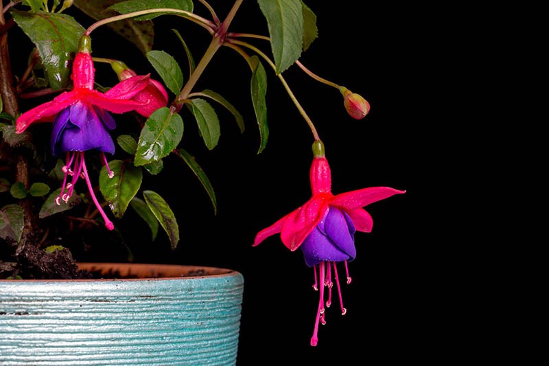 Tips for Growing Fuchsia as Houseplants