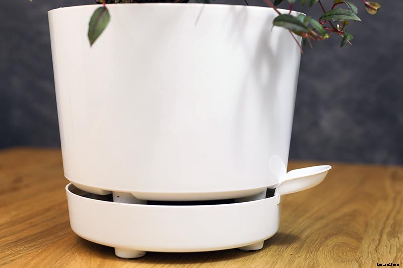 Tips for Growing Fuchsia as Houseplants