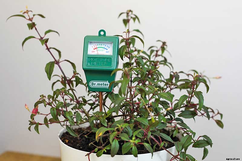 Tips for Growing Fuchsia as Houseplants