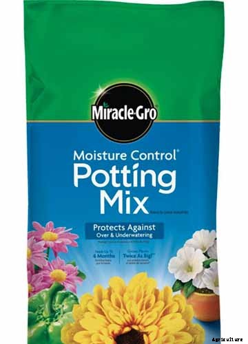 Tips for Growing Fuchsia as Houseplants