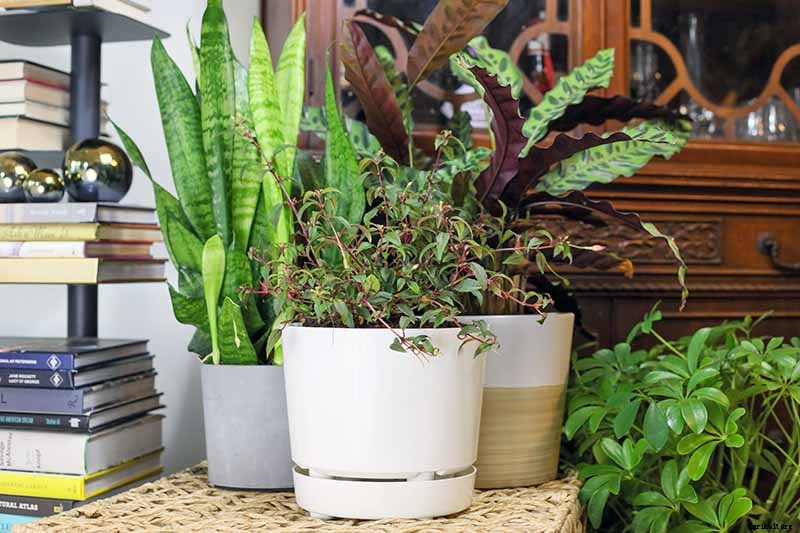 Tips for Growing Fuchsia as Houseplants