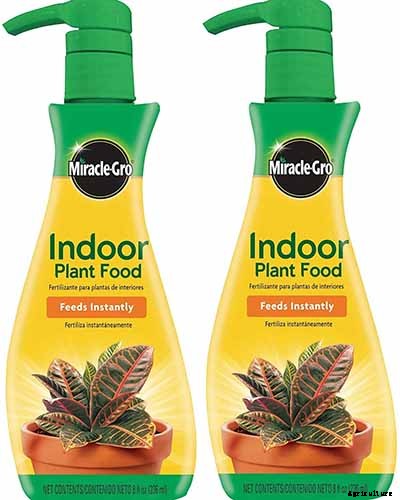 Tips for Growing Fuchsia as Houseplants