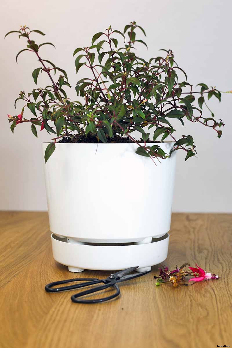 Tips for Growing Fuchsia as Houseplants