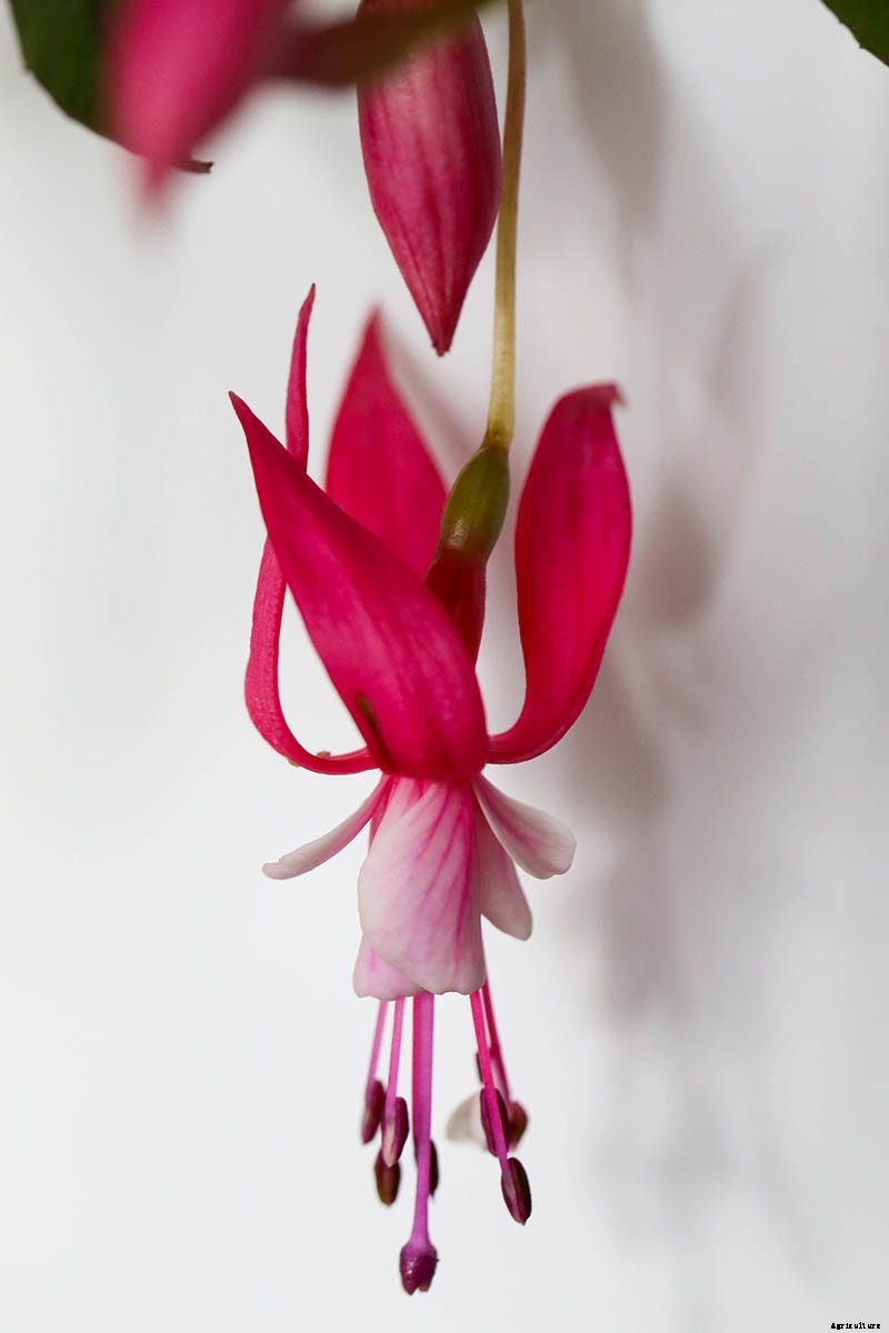 Tips for Growing Fuchsia as Houseplants